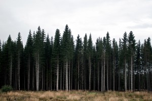 http://www.sercangundogar.com/files/gimgs/th-7_psIMG_6279.jpg